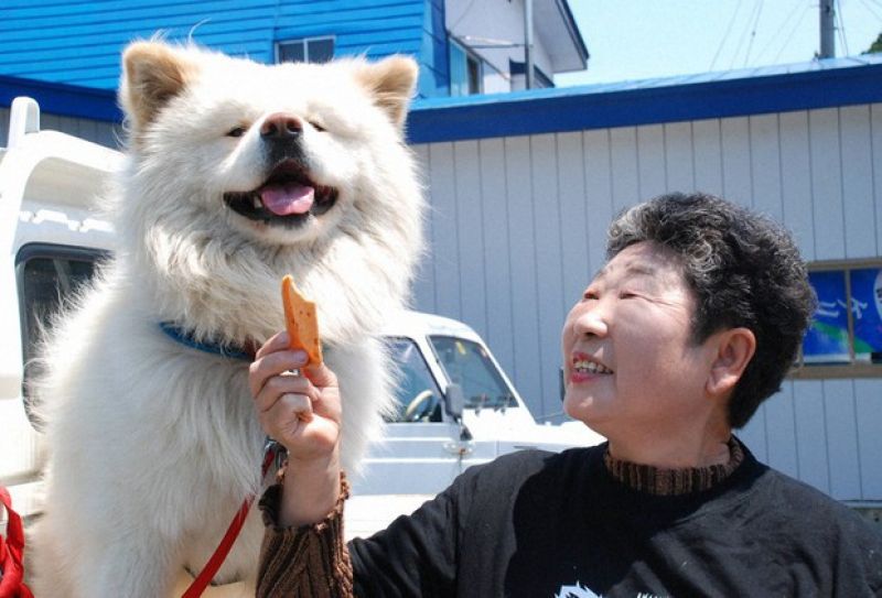 akita-wasao-Setsuko-Kikuya akita-wasao-Setsuko-Kikuya